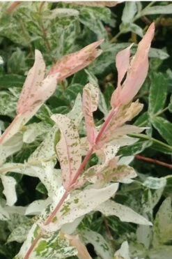 Variegated Dappled Willow Bush - Salix Integra 'Hakuro Nishiki' - 1 Gallon Pot -Wilson Bros Gardens Shop Dappled Willow Variegated Shrub 6 3