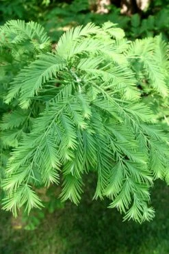 Miss Grace Weeping Dawn Redwood Tree (Metasequoia) - 3 Gallon Pot -Wilson Bros Gardens Shop Dawn Redwood 3 3
