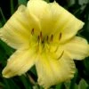 Big Time Happy Daylily - 1 Gallon Pot