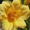 Stella De Oro Daylily - 8 Pack Of Quart Pots