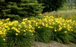 Stella De Oro Daylily - 1 Gallon Pot -Wilson Bros Gardens Shop Daylily Stella De Oro 26 1