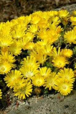 Banana Blast Yellow Ice Plant (Delosperma) - 10 Pack Of Pint Pots -Wilson Bros Gardens Shop Delosperma Hot Cakes Banana Blast 2 1