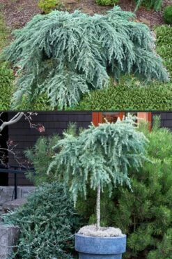 Feelin Blue Deodar Cedar (Single Trunk Tree Form) - 2 Gallon Pot -Wilson Bros Gardens Shop Deodar Cedar Feelin Blue 500x750 3