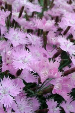 Bath's Pink Dianthus - 5 Pack Of Quart Pots -Wilson Bros Gardens Shop Dianthus Baths Pink 10