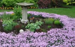 Bath's Pink Dianthus - 5 Pack Of Quart Pots -Wilson Bros Gardens Shop Dianthus Baths Pink 7