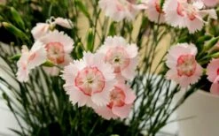 Georgia Peach Pie Dianthus - 1 Gallon Pot -Wilson Bros Gardens Shop Dianthus Georgia Peach 13