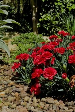 Super Trouper Velvet Red Dianthus (Carnation) - 5 Pack Of Quart Pots -Wilson Bros Gardens Shop Dianthus Super Trouper Velvet Red 1