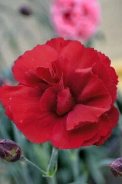 Super Trouper Velvet Red Dianthus - 2 Pack Of Quart Pots -Wilson Bros Gardens Shop Dianthus Super Trouper Velvet Red 2