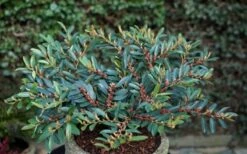 Blue Cascade Evergreen Witch Hazel (Distylium) - 3 Gallon -Wilson Bros Gardens Shop Distylium Blue Cascade 10