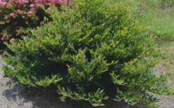 Blue Cascade Evergreen Witch Hazel (Distylium) - 3 Gallon -Wilson Bros Gardens Shop Distylium Blue Cascade 4