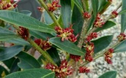 Blue Cascade Evergreen Witch Hazel (Distylium) - 3 Gallon -Wilson Bros Gardens Shop Distylium Blue Cascade Flowers