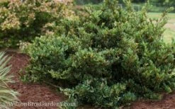 Coppertone Distylium - 3 Gallon Pot -Wilson Bros Gardens Shop Distylium Coppertone 5