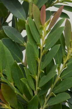 Coppertone Distylium - 3 Gallon Pot