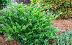 Jewel Box Distylium - 2 Gallon Pot -Wilson Bros Gardens Shop Distylium Jewel Box 2