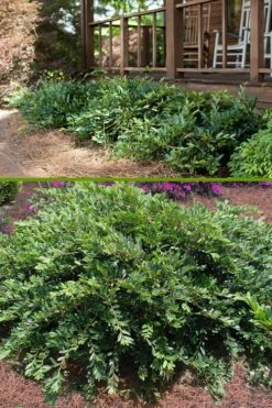 Vintage Jade Evergreen Witch Hazel (Distylium) - 3 Gallon Pot