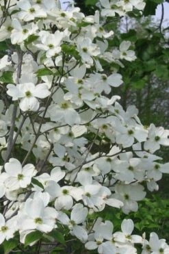 Appalachian Spring White Dogwood - 5 Gallon Pot