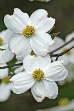 Appalachian Spring White Dogwood - 5 Gallon Pot -Wilson Bros Gardens Shop Dogwood Appalachian Spring 2