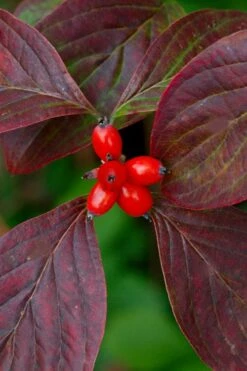 Appalachian Spring White Dogwood - 5 Gallon Pot -Wilson Bros Gardens Shop Dogwood Appalachian Spring 3
