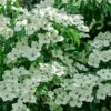 Blue Ray White Chinese Dogwood - Cornus Kousa - 5 Gallon Pot
