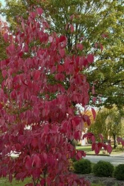 Blue Ray White Chinese Dogwood - Cornus Kousa - 2 Gallon Pot -Wilson Bros Gardens Shop Dogwood Blue Ray 7 1