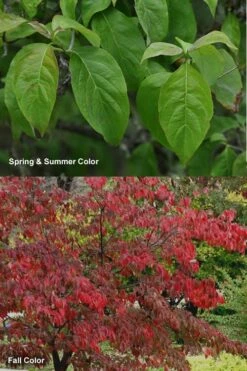 Cherokee Brave Red Dogwood Tree - Cornus Florida - 5 Gallon Pot -Wilson Bros Gardens Shop Dogwood Cherokee Chief 7