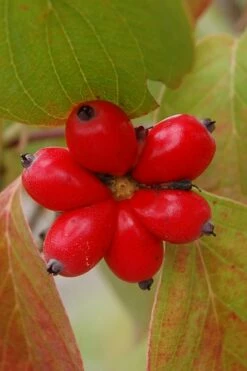 Cherokee Brave Red Dogwood Tree - Cornus Florida - 5 Gallon Pot -Wilson Bros Gardens Shop Dogwood Cherokee Chief 8
