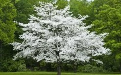Cherokee Princess White Dogwood - 5 Gallon Pot -Wilson Bros Gardens Shop Dogwood Cherokee Princess 50 2