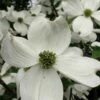 Cherokee Princess White Dogwood - 5 Gallon Pot