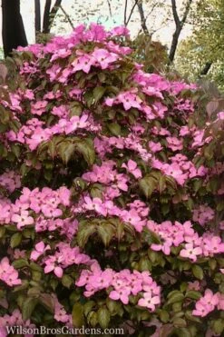 Pink Chinese Dogwood - Cornus Kousa 'Satomi' - 3 Gallon Pot -Wilson Bros Gardens Shop Dogwood Chinese Pink Satomi 11 2