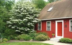 White Kousa Chinese Dogwood - Cornus Kousa - 2 Gallon Pot -Wilson Bros Gardens Shop Dogwood Chinese White 1 4