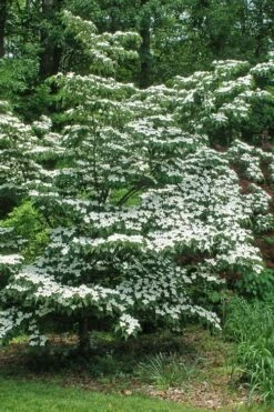 White Kousa Chinese Dogwood - Cornus Kousa - 3 Gallon Pot -Wilson Bros Gardens Shop Dogwood Chinese White 12 1