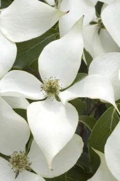 White Kousa Chinese Dogwood (Multi-Trunk) - 7 Gallon Pot (4-5') 12 White Kousa Chinese Dogwood (Multi-Trunk) - 7 Gallon Pot (4-5') -Wilson Bros Gardens Shop Dogwood Chinese White 15