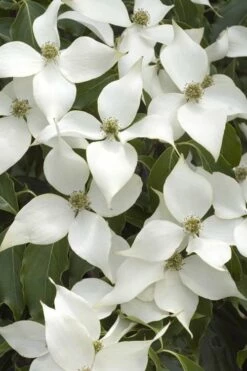 White Kousa Chinese Dogwood - Cornus Kousa - 2 Gallon Pot (4 To 5 Feet Tall)