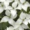 White Kousa Chinese Dogwood - Cornus Kousa - 3 Gallon Pot