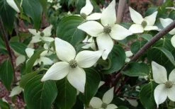 White Kousa Chinese Dogwood - Cornus Kousa - 3 Gallon Pot -Wilson Bros Gardens Shop Dogwood Chinese White 2 3