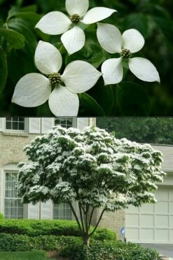 White Kousa Chinese Dogwood - Cornus Kousa - 3 Gallon Pot -Wilson Bros Gardens Shop Dogwood Chinese White 2 500x750 2