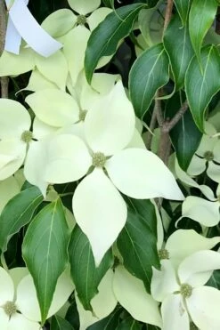 Greensleeves Dogwood - Cornus Kousa - 5 Gallon Pot -Wilson Bros Gardens Shop Dogwood GreenSleeves 12 1