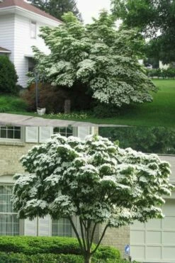 Greensleeves Dogwood - Cornus Kousa - 5 Gallon Pot -Wilson Bros Gardens Shop Dogwood GreenSleeves 14 1