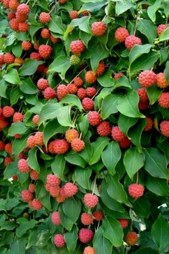 Greensleeves Dogwood (Cornus Kousa) - 1 Gallon Pot -Wilson Bros Gardens Shop Dogwood GreenSleeves Berries 10