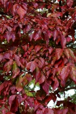 Greensleeves Dogwood - Cornus Kousa - 5 Gallon Pot -Wilson Bros Gardens Shop Dogwood GreenSleeves Leaves 10 1
