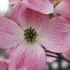 Pink Dogwood Tree - Cornus Florida - 3 Gallon Pot