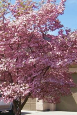 Pink Dogwood Tree - Cornus Florida - 3 Gallon Pot -Wilson Bros Gardens Shop Dogwood Pink 13