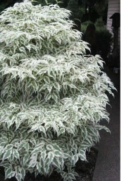 Summer Fun Variegated Dogwood - Cornus Kousa - 5 Gallon Pot (3-4') -Wilson Bros Gardens Shop Dogwood Summer Fun 1 1