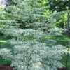 Summer Fun Variegated Dogwood - Cornus Kousa - 5 Gallon Pot (3-4')