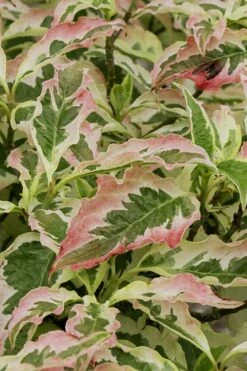 Summer Fun Variegated Dogwood - Cornus Kousa - 5 Gallon Pot (3-4') -Wilson Bros Gardens Shop Dogwood Summer Fun 6 1