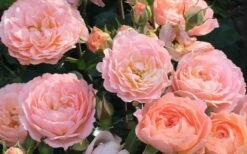 Apricot Drift Dwarf Rose - 1 Gallon Pot 10 Apricot Drift Dwarf Rose - 1 Gallon Pot -Wilson Bros Gardens Shop Drift Rose Apricot 2 2