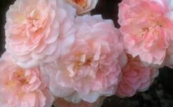 Apricot Drift Dwarf Rose - 1 Gallon Pot 9 Apricot Drift Dwarf Rose - 1 Gallon Pot -Wilson Bros Gardens Shop Drift Rose Apricot 3