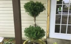 Poodle Tier Dwarf Alberta Spruce Topiary (2-Ball) - 2 Gallon Pot 7 Poodle Tier Dwarf Alberta Spruce Topiary (2-Ball) - 2 Gallon Pot -Wilson Bros Gardens Shop Dwarf Alberta Spruce Poodle Tier