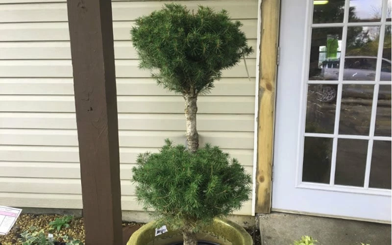 Poodle Tier Dwarf Alberta Spruce Topiary (2-Ball) - 2 Gallon Pot 4 Poodle Tier Dwarf Alberta Spruce Topiary (2-Ball) - 2 Gallon Pot - Image 4
