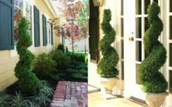 Spiral Dwarf Alberta Spruce Topiary - 7 Gallon Pot -Wilson Bros Gardens Shop Dwarf Alberta Spruce Spiral